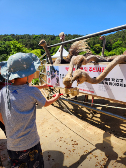 생방송오늘아침 이색체험카페 공룡타조랜드 경남 고성 가격 정보