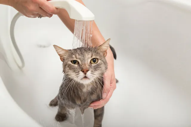 고양이 쉽게 목욕하는 방법과 준비 요령_9
