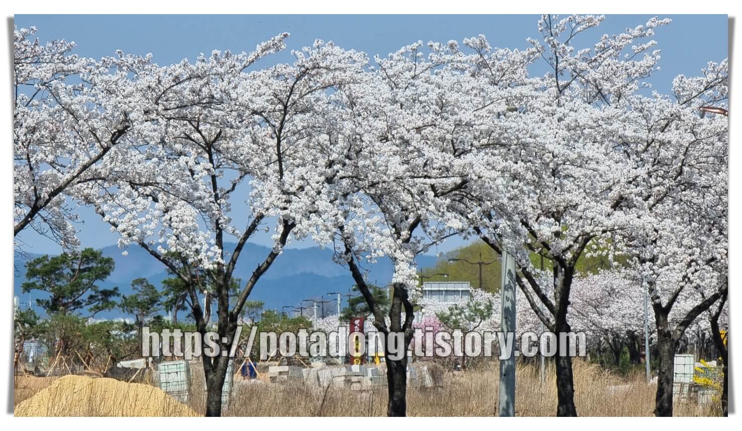 경주 벚꽃