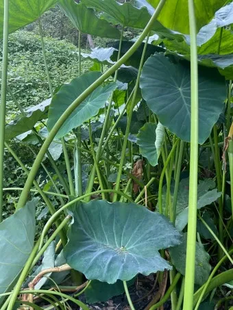 토란대줄기 수확시기토란대 말리는 방법까지 안내_29