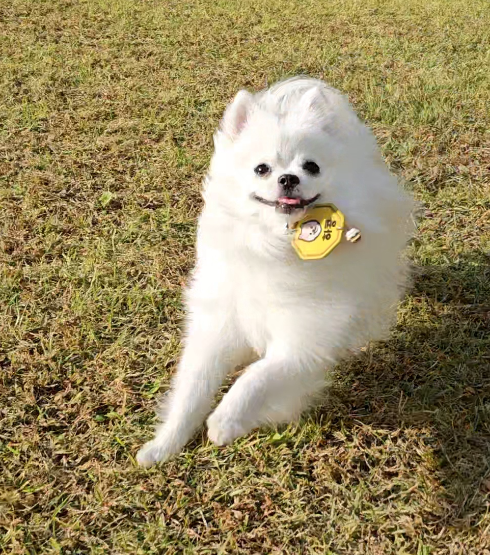 우다다 하콩