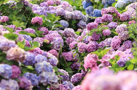 화담숲 수국 축제 예약 방법&amp;#44; 입장료&amp;#44; 모노레일 이용 팁