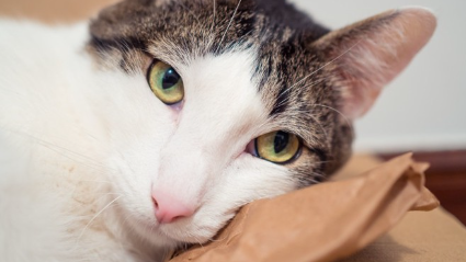 불안해하는 고양이.