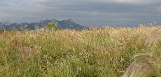 서울 하늘공원 억새길