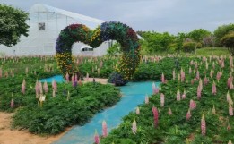 태안 튤립 축제(2025) 일정 맛집 추천관광지 관련 사진