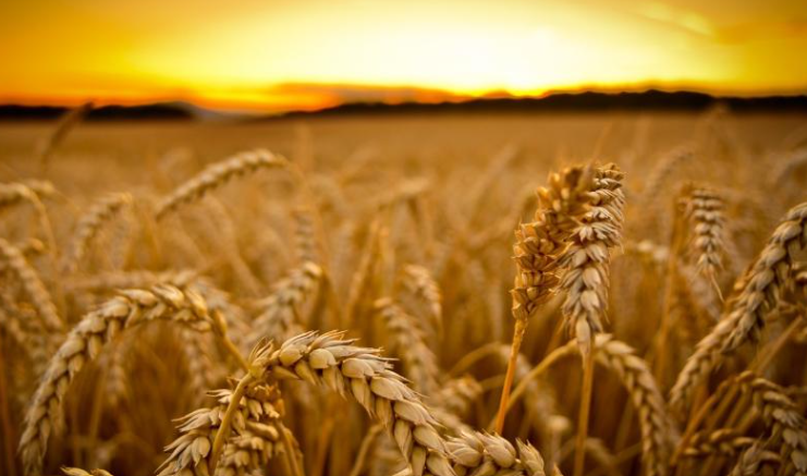 흉년에 대비하라.