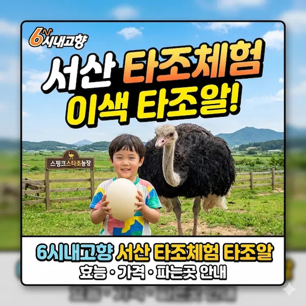 6시내고향 서산 타조체험 타조알