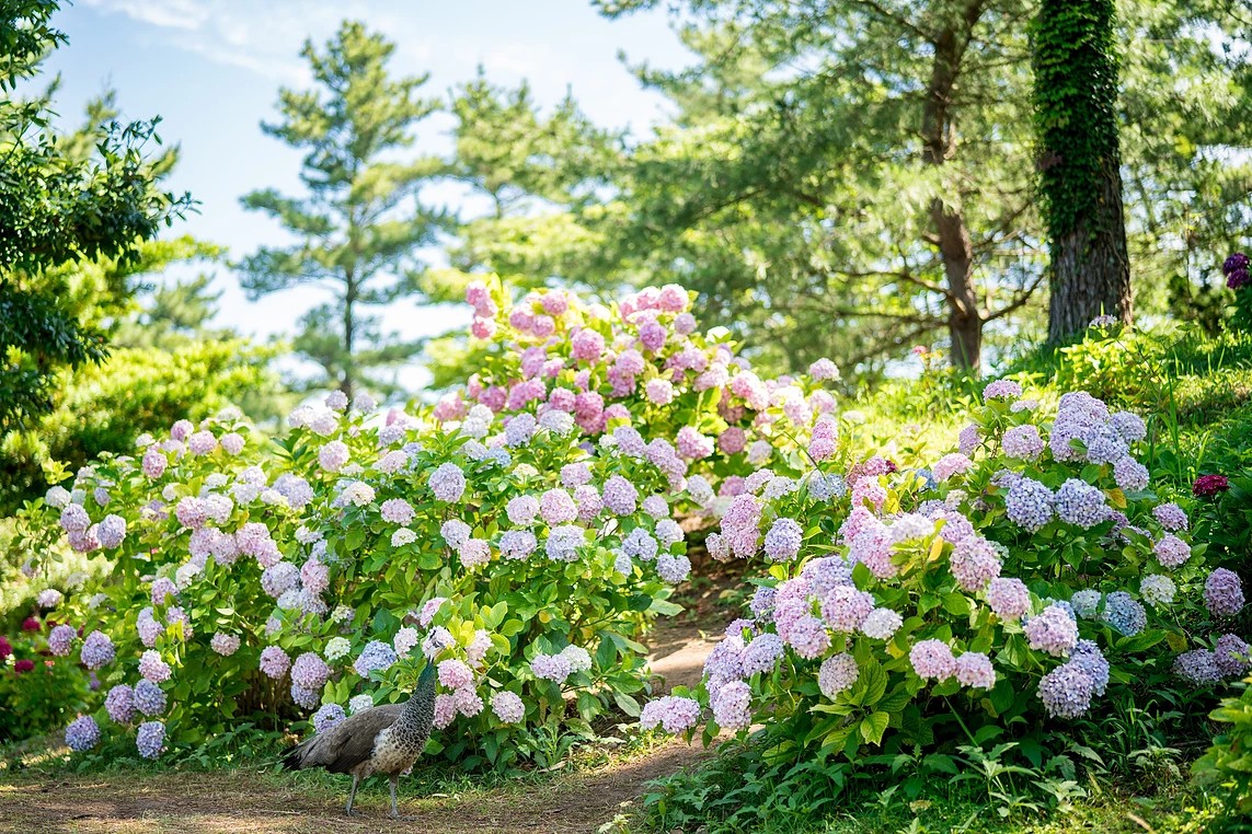 한림공원 수국 명소 가이드! 제주에서 만나는 6월 수국정원