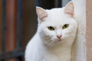 바라보는 흰 고양이