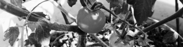 방울토마토 거름주기: 잎이 검을 때 (질소질 비료 줄이기), 잎이 노랄 때 (질소질 비료 늘리기)