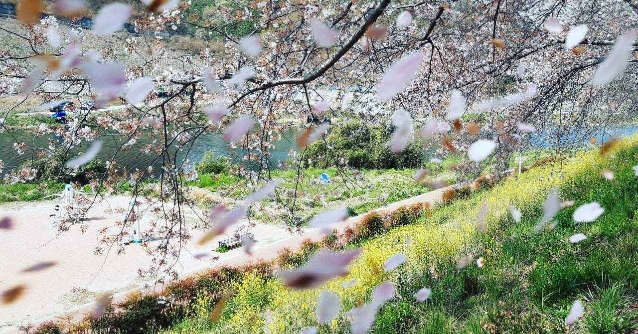 벚꽃 풍경