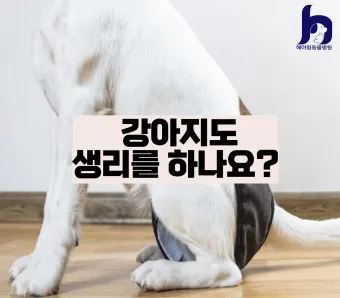 강아지 생리 기간 주의 사항_21