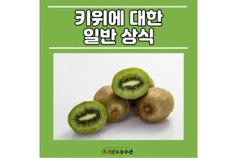 키위 효능과 부작용 비타민 풍부한 과일 정보_14