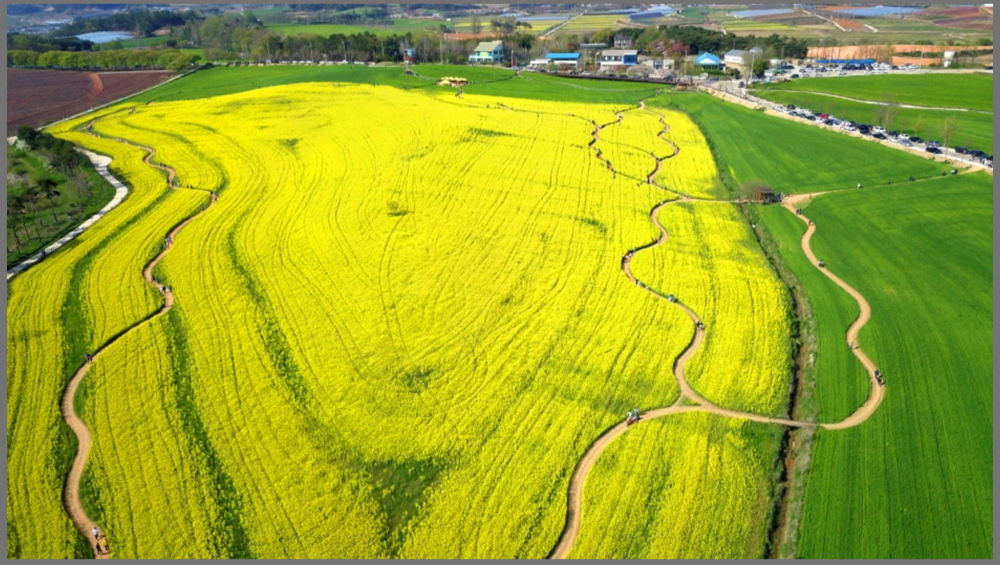 고창 청보리밭 축제 2025