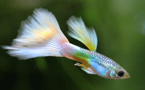 열대어·금붕어·플레코 생태 특징 정리