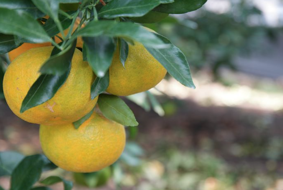 나무에 매달려 있는 천혜향