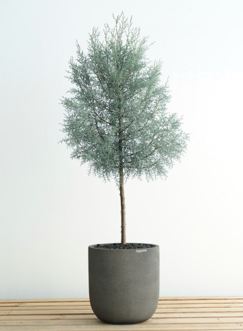 은빛색을 띠는 블루아이스