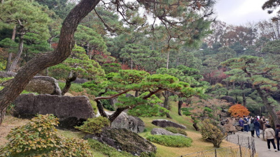 단풍명소_화담숲_소나무정원