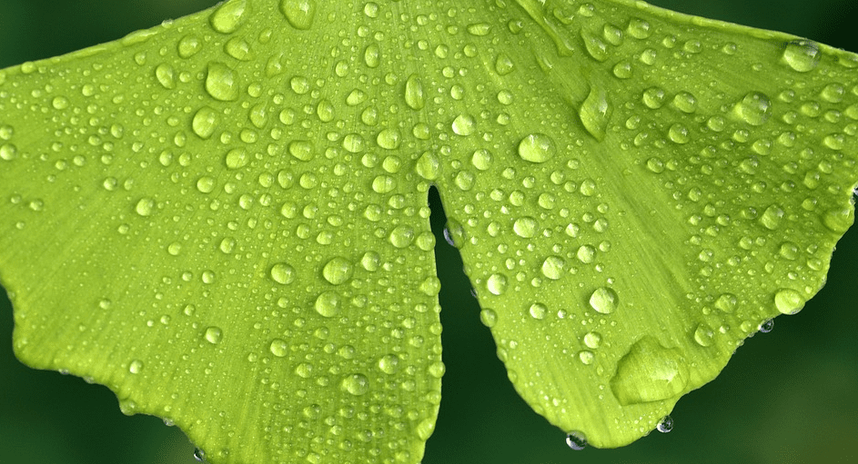 은행 열매와 은행 나무 사진 - 8