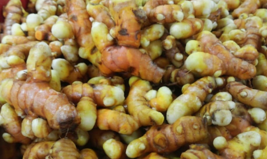 “카레 만들다 헷갈린 사람 손!” : 생강 vs 강황 vs 울금, 비슷한 듯 전혀 다른 삼총사