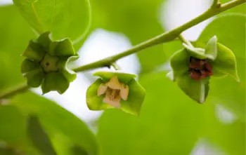 태추단감 가격&amp;#44; 효능과 영양성분