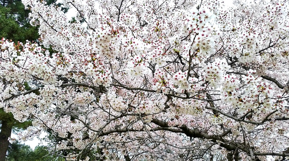 경북 벚꽃 명소