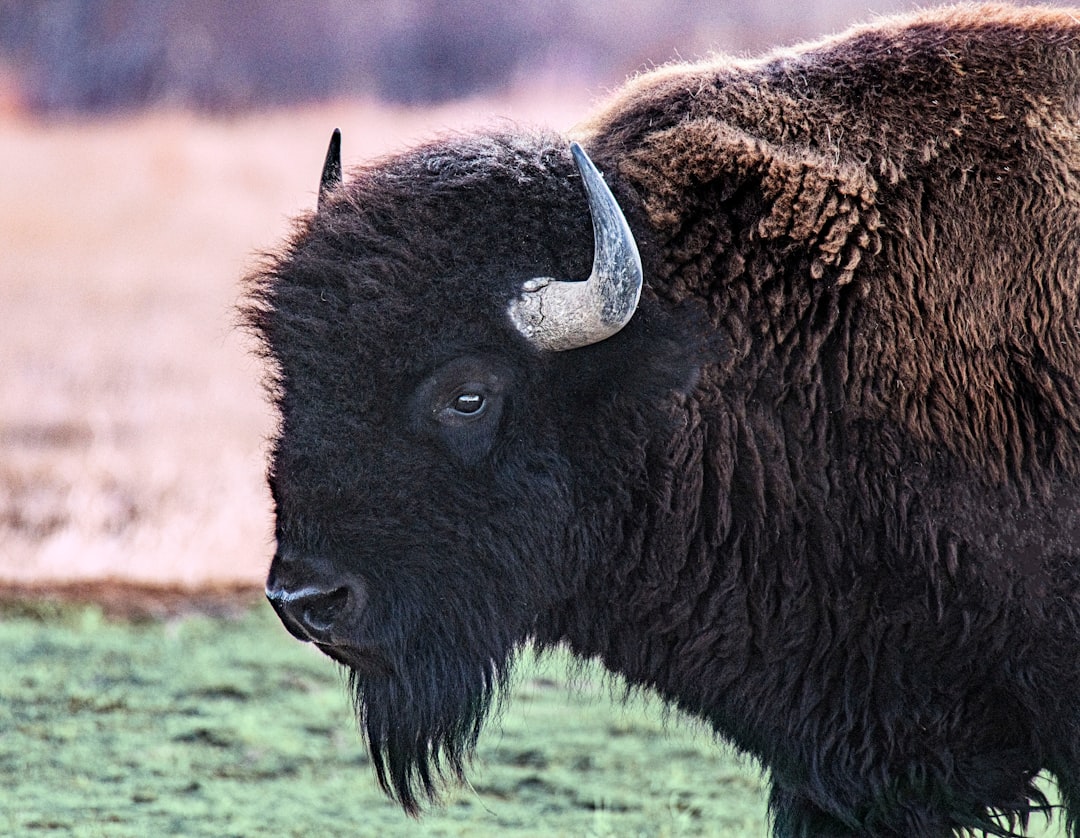 Buffalo.