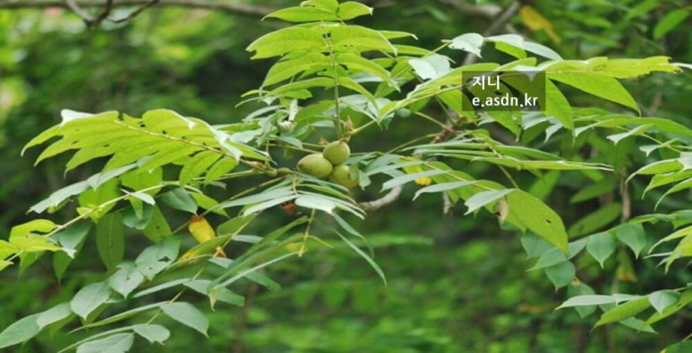 가래나무 효능 13가지와 복용법 부작용 총정리
