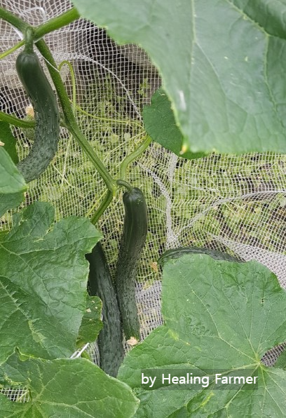 텃밭에서 무럭무럭 자라나는 오이들