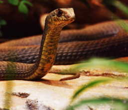 뱀 꿈해몽, 뱀꿈의해석