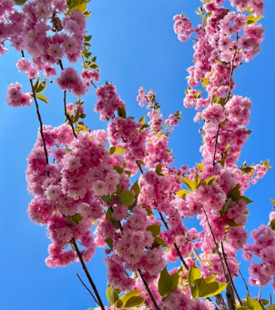 김천 연화지 벚꽃 개화 및 야경 주차 꿀팁