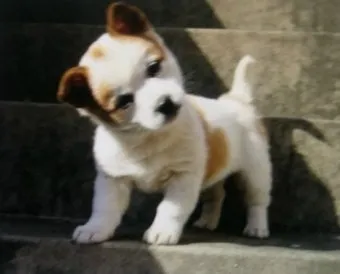 강아지 고개 갸우뚱 이유 의미 뜻_14