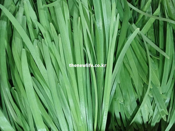 부추 효능의 원천인 비타민과 알리신 등 5대 영양소가 잎사귀마다 가득한 싱싱한 부추 근접 실사진