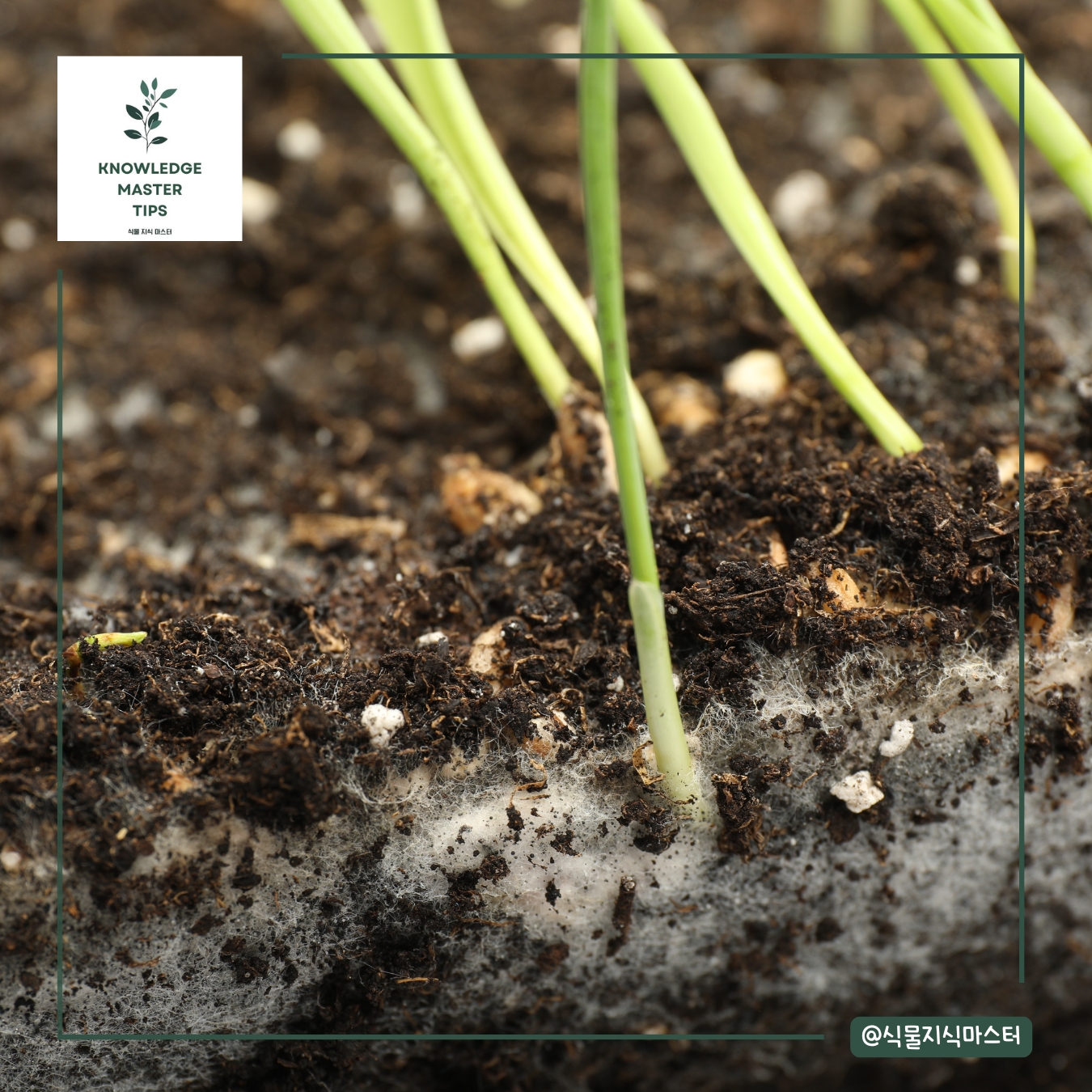 흙 곰팡이는 통풍으로 해결하세요