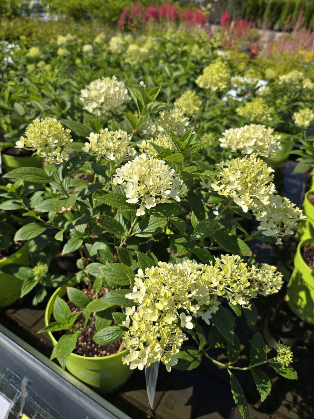 수국,장미,등등 예쁜꽃종류도 많아요