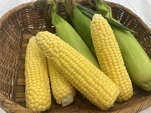 초당옥수수