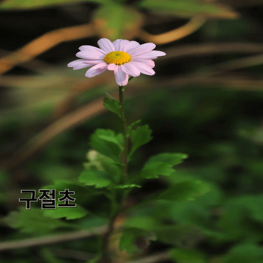 구절초의 영양소 및 효능, 채취방법, 요리 레시피