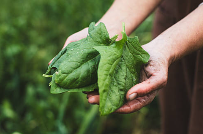 혈압 낮추는 음식