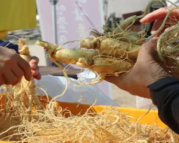 풍기 인삼축제_7