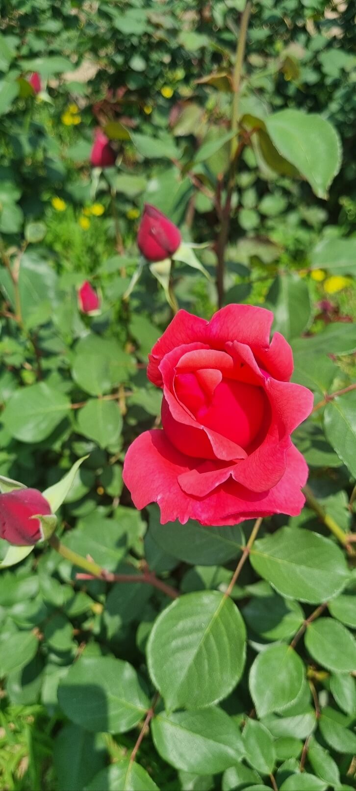 2025 중랑 서울 장미축제 기간 일정 가는길