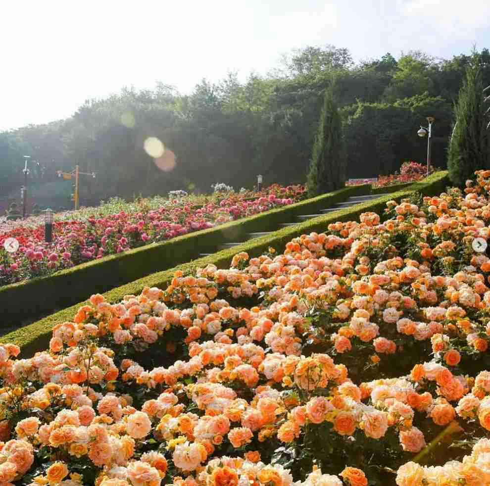 부천 백만 송이 장미축제