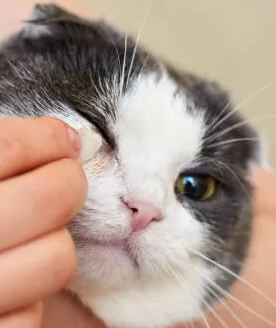 고양이가 걸리기 쉬운 눈&#44; 입&#44; 귀 질환의 증상