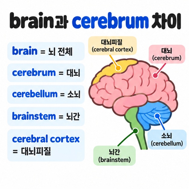 brain은 뇌 전체 cerebrum은 대뇌 cerebellum은 소뇌 brainstem은 뇌간이라는 차이를 보여주는 카드뉴스