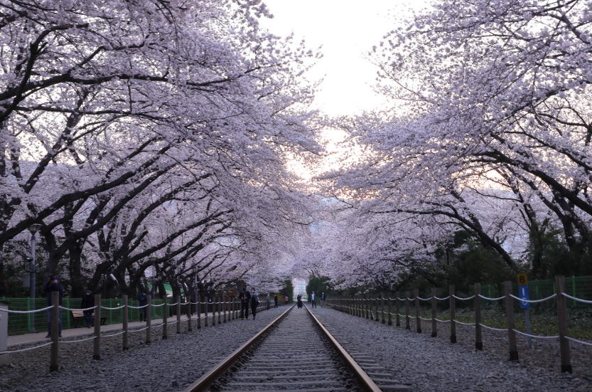 경화역 벚꽃길6