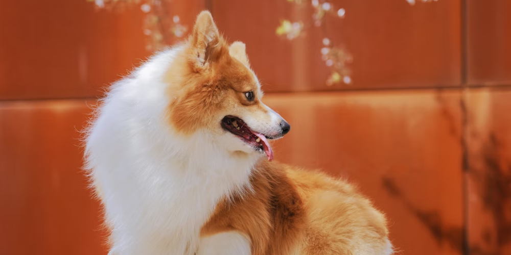 강아지 배변 훈련 방법 2