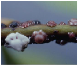 출처(산림청) - 루비깍지벌레