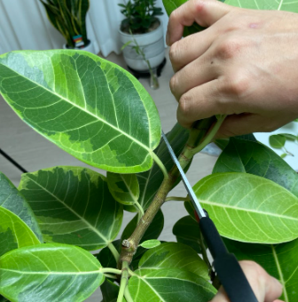 뱅갈고무나무 가지치기