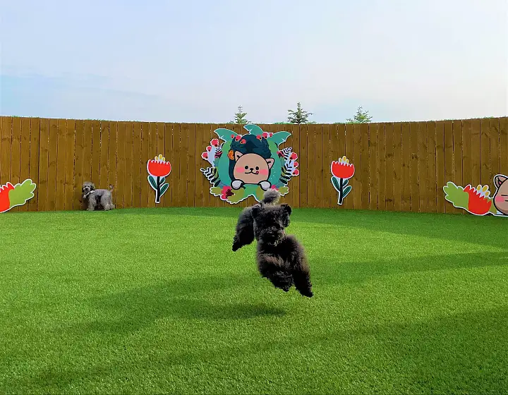 애견 펜션 반려견 댕댕트립 남이섬 가평 추천