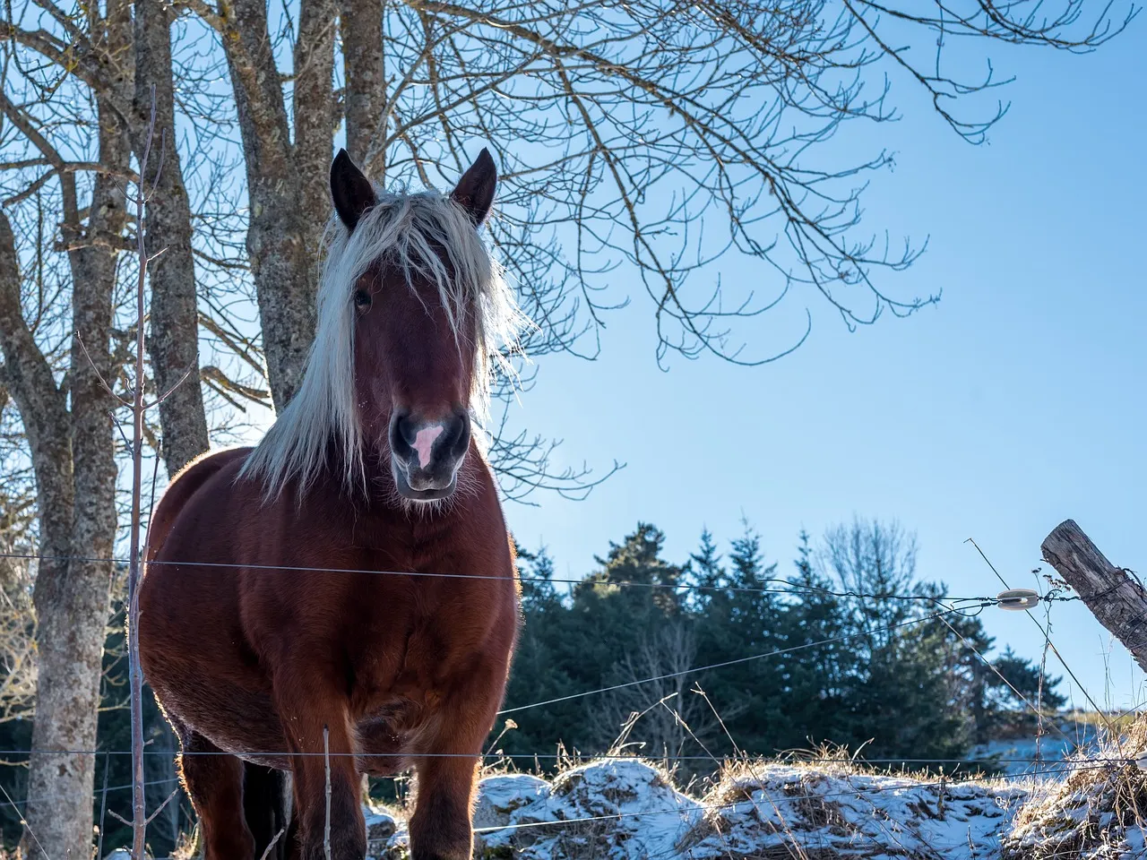 2026년새해인사말