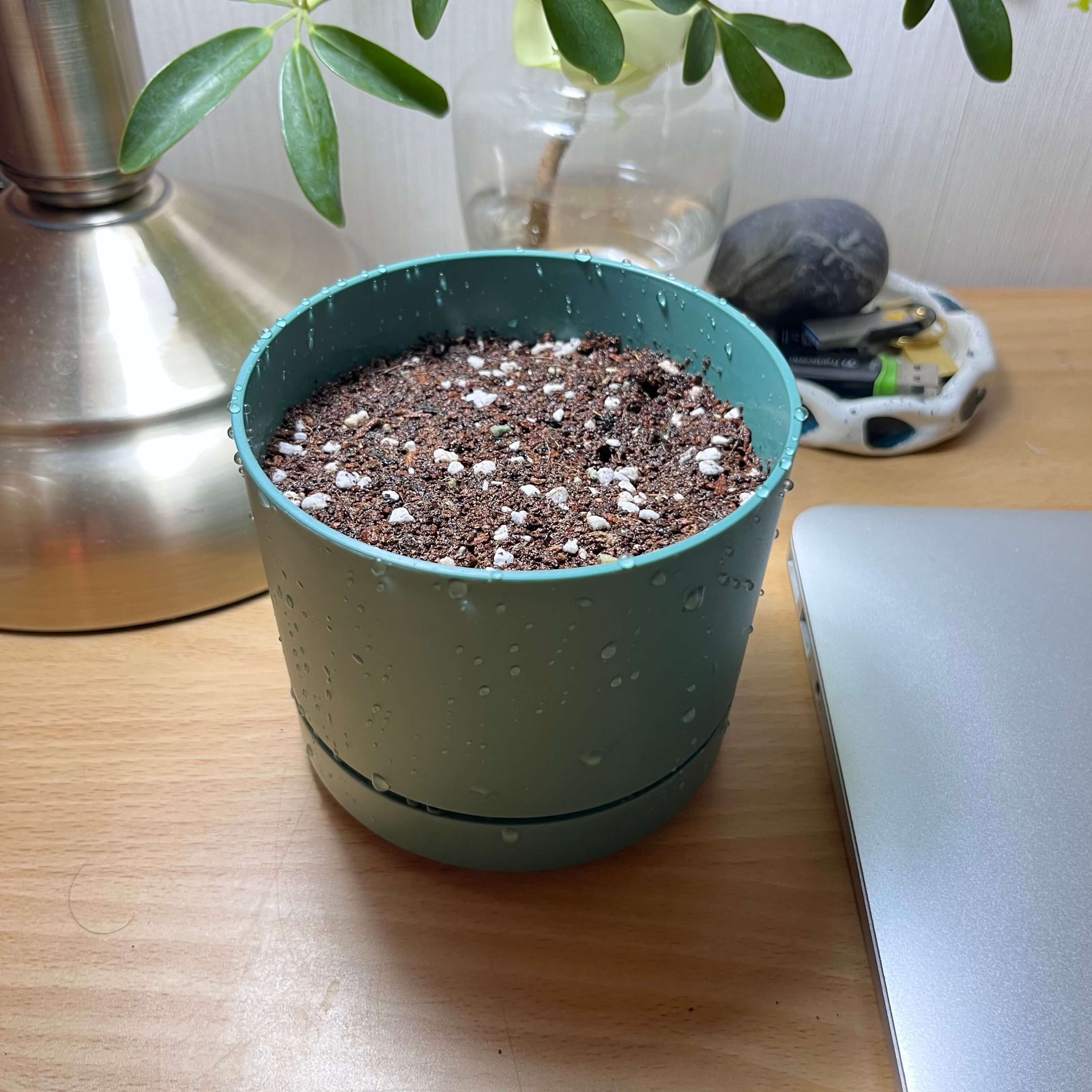 다이소 바질키우기 세트